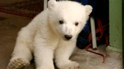 Knautschke oder Knorke, Molly oder Knut, Bao Bao oder Ingo der Flamingo - wer ist der Liebling im Berliner Zoo? Unvergessene Momente und ber&uuml;hrende Geschichten aus dem Berliner Zoo. - Eisb&auml;r Knut