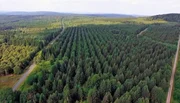 Blick auf den Reinhardswald.