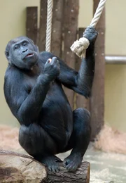 rbb Fernsehen PANDA, GORILLA & CO., TEIL 140, "Geschichten aus dem Zoo Berlin und dem Tierpark Berlin". Die Pfleger im Affenhaus wollen feiern. Wenn Gorialladame Djambala schwanger ist, will Reimon Opitz einen ausgeben. Die Spannung beim Schwangerschaftstest ist kaum zu &uuml;berbieten.