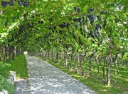 Urspr&uuml;nglich wuchsen die Weinreben wild auf B&auml;umen. Sie rankten dem Licht entgegen und breiteten ihre lianenartigen Triebe &uuml;ber den Baumkronen aus. Doch schon vor 5.000 Jahren kultivierten und die z&uuml;chteten die &Auml;gypter diese Pflanze.