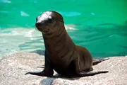 Das erste Seel&ouml;wenbaby ist da.