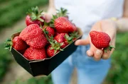 Erdbeeren geh&ouml;ren zum Sommer wie Grillen, Garten und Schwimmbadpommes. Viele erinnern sich noch an diesen intensiven Duft und Geschmack aus der Kindheit. Doch warum schmecken Erdbeeren heute oft nach nichts und sind manchmal fest wie Gurken? Unsere Lieblingsfrucht muss sich neuen Herausforderungen stellen: lange Transportwege &uuml;berstehen, im Supermarkt perfekt aussehen und am besten fast das ganze Jahr verf&uuml;gbar sein. Der Preis: oft weniger Aroma. Denn ausgerechnet die Gene, die f&uuml;r den typischen Erdbeerduft sorgen, vererben sich nur schwer weiter.