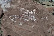 Ein gut erhaltenes Fossil eines Urtieres in der Antarktis
