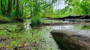 Naturnahes Moor.