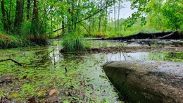 Naturnahes Moor.