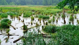 Naturmoor