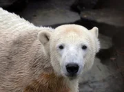 Die Berlinerinnen und Berliner haben seit jeher ihre tierischen Lieblinge ins Herz geschlossen. - Eisb&auml;r Knut feiert sein viertes Weihnachtsfest im Zoo Berlin (2009)