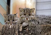 rbb Fernsehen PANDA, GORILLA & CO., TEIL 137, "Geschichten aus dem Zoo Berlin und dem Tierpark Berlin". Im Tierpark wurden Fischkatzen geboren, eine Rarit&auml;t in zoologischen G&auml;rten. In freier Wildbahn schwimmen und tauchen sie nach ihrem Futter.