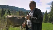 High time for the cattle drive! The first snow will soon fall in the Allg&auml;u, which is why the shepherds are driving their flocks back into the valley.