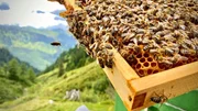 Bienen von der Gebirgsimkerei Josef Rettenwender.