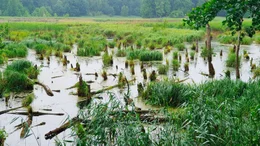 Naturmoor