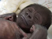 ARD/SWR EISB&Auml;R, AFFE & CO - EXTRA, "Kuschelb&auml;r und Affenkind", am Samstag um 18:00 Uhr im ERSTEN. Der neue Star in der Wilhelma: Affenjunge Monza. Geboren in Frankreich, soll er in der Stuttgarter Wilhelma aufgezogen werden.