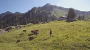 K&uuml;he z&auml;hlen und K&auml;lber zusammentreiben sind die haupts&auml;chlichen T&auml;tigkeiten der Almhirten.