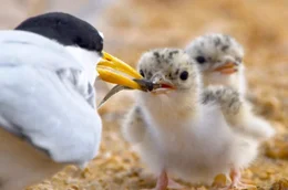 Die Zwergseeschwalbe geh&ouml;rt zu den kleinsten Seeschwalbenarten. Der K&uuml;stenvogel ist in weiten Teilen Europas und Asiens beheimatet.