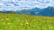 Eine Blumenwiese im Tal der Almen.