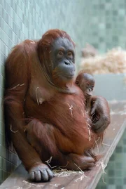 Wie wir Menschen haben auch Menschenaffen gute und weniger gute Tage: Die Orang-Utans Bini und Bulan haben schlechte Laune.