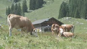 Dass Menschen in der Almh&uuml;tte leben, interessiert die K&uuml;he vor allem dann, wenn es auch dort Futter zu erwarten gibt.