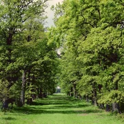 Der Reinhardswald ist ein Geschichtenerzähler. Von Bäumen, Menschen und Mythen weiß er zu berichten. Im Reinhardswald, dem größten geschlossenen Waldgebiet Hessens, lässt sich die Kulturgeschichte des Waldes weit zurückverfolgen. Der Reinhardswald ist ein Geschichtenerzähler. Von Bäumen, Menschen und Mythen weiß er zu berichten. Im Reinhardswald, dem größten geschlossenen Waldgebiet Hessens, lässt sich die Kulturgeschichte des Waldes weit zurückverfolgen.