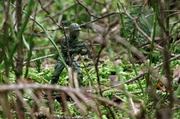 Im Zweiten Weltkriegs reichten konventionelle Waffen nicht aus, um das Nazi-Regime endg&uuml;ltig zu Fall zu bringen: Bei der Besetzung Deutschlands verwendeten die Alliierten Attrappen und T&auml;uschungsman&ouml;ver.