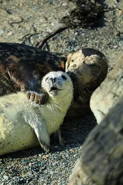 Kegelrobbe, Mutter mit Jungem