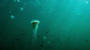 Um die Wahrheit hinter der anhaltenden Bedrohung auf See zu finden, wagt Abigail (Fleur Geffrier) trotz hoher Risiken allein einen Tauchgang und entdeckt dabei eine hei&szlig;e Spur.