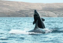 Zwei ausgewachsene Orcas - diese m&auml;chtigen Meeress&auml;uger sind auch unter dem Namen Killerwal bekannt