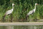 Auf 1.700 Kilometern dient der Okavango als Lebensspender f&uuml;r mehr als 400 Vogelarten.