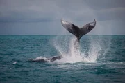 Ein Buckelwal schl&auml;gt mit der Schwanzflosse auf die Wasseroberfl&auml;che