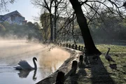 Parkanlagen mit Wasserfl&auml;chen sind beliebte Rastpl&auml;tze f&uuml;r die G&auml;nse.