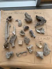 Unter den Fundst&uuml;cken aus der M&uuml;lldeponie befanden sich drei menschliche Knochen, die dem Opfer zugeordnet werden konnten.