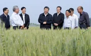 Xi Jinping bei einer Inspektion eines Weizenfeldes in Zhangshi am 09. Mai 2014.