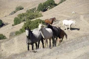 Wilde Mustangs im Schutzgebiet von Neda DeMayo.