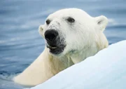 In der Arktis wird es immer w&auml;rmer, das ewige Eis schmilzt dahin. Diese Dokumentation zeigt die tiefgreifenden Ver&auml;nderungen in der n&ouml;rdlichen Polarregion am Beispiel zweier Arten. F&uuml;r die Orcas bietet das Schrumpfen des arktischen Eises neue Chancen. Die als &bdquo;Killerwale" verrufenen Meeress&auml;uger dringen immer weiter in die arktischen Gew&auml;sser vor und machen hier inzwischen dem Eisb&auml;ren die Rolle als gr&ouml;&szlig;ter und gef&auml;hrlichster J&auml;ger streitig.