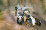 Europ&auml;ischer Mufflon.