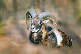 Europ&auml;ischer Mufflon.