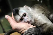 Kapuziner&auml;ffchen Sina ist eine Handaufzucht und muss einmal in der Woche gewogen werden. Kurz nach der Geburt brachte das Flaschenkind nur 250 Gramm auf die Waage. Dank liebevoller Rund-um-die-Uhr-Betreuung durch die Tierpfleger hat Sina sich aber gut entwickelt.