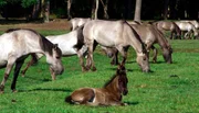 Die meiste Zeit des Tages verbringen die D&uuml;lmener Wildpferde, die nur in strengen Wintern zugef&uuml;ttert werden, mit Grasen. Die Fohlen dagegen, die sich haupts&auml;chlich von Milch ern&auml;hren, haben viel Zeit.