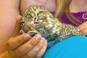 Wie alle Babys haben auch kleine Leoparden ein schwaches Immunsystem und fangen sich schnell einen Infekt ein.
