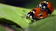 Marienkäfer paaren sich oft mit mehreren Partnern - das erhöht die genetische Vielfalt beim Nachwuchs. Marienkäfer paaren sich oft mit mehreren Partnern - das erhöht die genetische Vielfalt beim Nachwuchs.