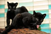 Im Alfred-Brehm-Haus gibt es mal wieder einen Babyboom! Nur gut, dass sich die Eltern der beiden Panthergeschwister Ferra und Remaong (Bild) an der Aufzucht beteiligen, denn die Tierpfleger haben neben ihrer t&auml;glichen Arbeit wenig Zeit, sich mit allen Jungtieren gleich intensiv zu besch&auml;ftigen.