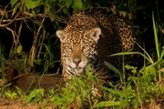 Ein Jaguar auf der Pirsch