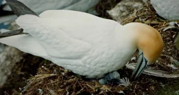 Basst&ouml;lpel mit K&uuml;ken.