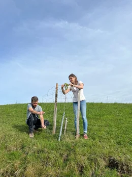 Der/die Landwirt/in befestigen einen Zaun um den heranwachsenden Baum.