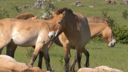 Auf der Causse de M&eacute;jean im Cevennen-Nationalpark leben 35 Przewalski-Pferde. 1993 schuf die Schweizer Biologin Claudia Feh die Tierschutz-Organisation TAKH, die sich f&uuml;r den Erhalt dieser Wildpferde und die Wiederansiedlung in ihrer urspr&uuml;nglichen Heimat Mongolei einsetzt.