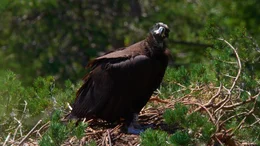 Ein junger M&ouml;nchsgeier in seinem Nest in einer Baumkrone im Cevennen-Nationalpark.
