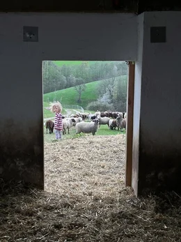 Die Tochter der Landwirte spielt mit den Schafen im Stall.