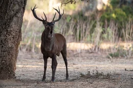 Korsische Hirsch sind die gr&ouml;ssten S&auml;ugetiere der Insel