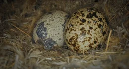Eier des Siedelwebervogels im Nest.