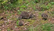 Igel paaren sich meistens nur einmal im Jahr. Im Durchschnitt geb&auml;ren die Weibchen f&uuml;nf Junge. Ihren Nachwuchs bekommt die Mutter zwischen August und September.