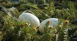 Eier des Steinadlers im Nest.